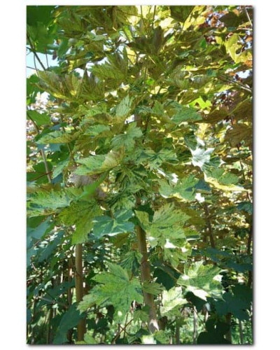 Клен псевдоплатановий / Явір Нізетті | Acer pseudoplatanus Nizetti | Клен ложноплатановый / Явор Низетти
