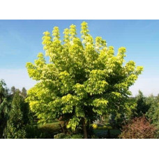 Клен псевдоплатановий / Явір Нізетті | Acer pseudoplatanus Nizetti | Клен ложноплатановый / Явор Низетти