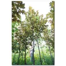 Клен псевдоплатановий / Явір Нізетті | Acer pseudoplatanus Nizetti | Клен ложноплатановый / Явор Низетти