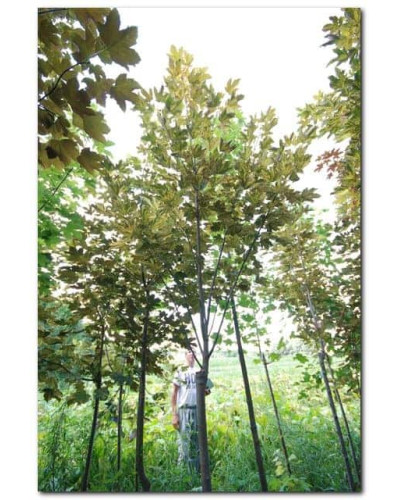 Клен псевдоплатановий / Явір Нізетті | Acer pseudoplatanus Nizetti | Клен ложноплатановый / Явор Низетти