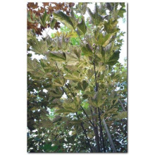 Клен псевдоплатановий / Явір Нізетті | Acer pseudoplatanus Nizetti | Клен ложноплатановый / Явор Низетти