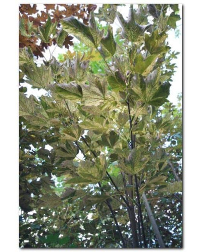Клен псевдоплатановий / Явір Нізетті | Acer pseudoplatanus Nizetti | Клен ложноплатановый / Явор Низетти