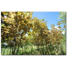 Клен псевдоплатановий / Явір Нізетті | Acer pseudoplatanus Nizetti | Клен ложноплатановый / Явор Низетти