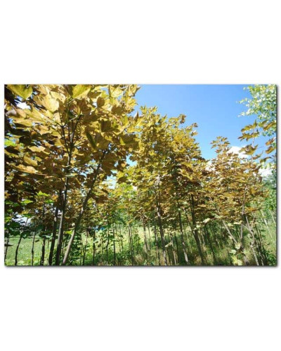 Клен псевдоплатановий / Явір Нізетті | Acer pseudoplatanus Nizetti | Клен ложноплатановый / Явор Низетти