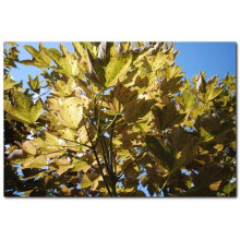 Клен псевдоплатановий / Явір Нізетті | Acer pseudoplatanus Nizetti | Клен ложноплатановый / Явор Низетти