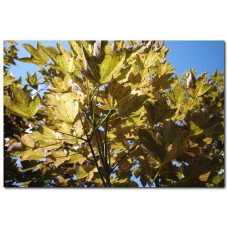 Клен псевдоплатановий / Явір Нізетті | Acer pseudoplatanus Nizetti | Клен ложноплатановый / Явор Низетти