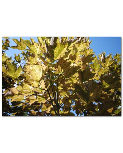Клен псевдоплатановий / Явір Нізетті | Acer pseudoplatanus Nizetti | Клен ложноплатановый / Явор Низетти