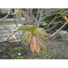 Клен псевдоплатановий / Явір Нізетті | Acer pseudoplatanus Nizetti | Клен ложноплатановый / Явор Низетти