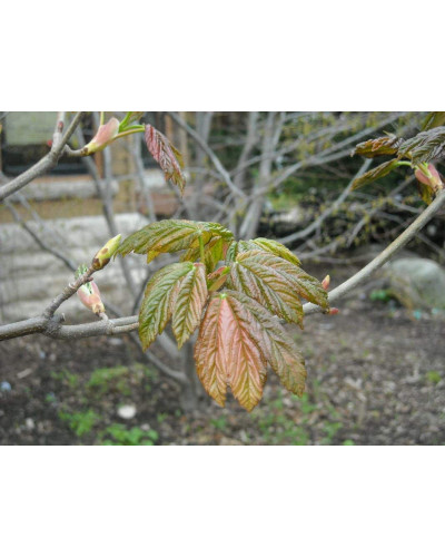 Клен псевдоплатановий / Явір Нізетті | Acer pseudoplatanus Nizetti | Клен ложноплатановый / Явор Низетти