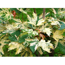 Клен псевдоплатановий / Явір Нізетті | Acer pseudoplatanus Nizetti | Клен ложноплатановый / Явор Низетти