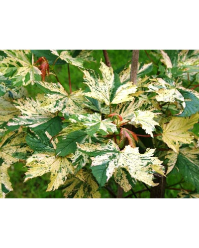 Клен псевдоплатановий / Явір Нізетті | Acer pseudoplatanus Nizetti | Клен ложноплатановый / Явор Низетти