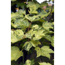 Клен псевдоплатановий / Явір Леопольді | Acer pseudoplatanus Leopoldii | Клен ложноплатановый / Явор Леопольди