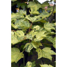Клен псевдоплатановий / Явір Леопольді | Acer pseudoplatanus Leopoldii | Клен ложноплатановый / Явор Леопольди