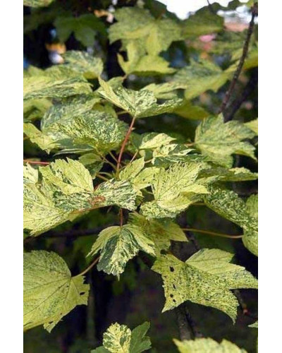 Клен псевдоплатановий / Явір Леопольді | Acer pseudoplatanus Leopoldii | Клен ложноплатановый / Явор Леопольди