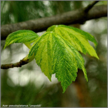 Клен псевдоплатановий / Явір Леопольді | Acer pseudoplatanus Leopoldii | Клен ложноплатановый / Явор Леопольди
