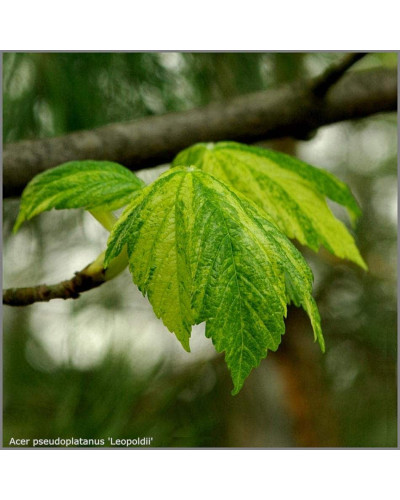 Клен псевдоплатановий / Явір Леопольді | Acer pseudoplatanus Leopoldii | Клен ложноплатановый / Явор Леопольди