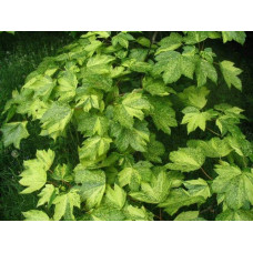 Клен псевдоплатановий / Явір Леопольді | Acer pseudoplatanus Leopoldii | Клен ложноплатановый / Явор Леопольди