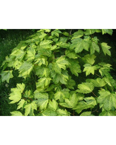 Клен псевдоплатановий / Явір Леопольді | Acer pseudoplatanus Leopoldii | Клен ложноплатановый / Явор Леопольди