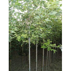 Клен псевдоплатановий / Явір Леопольді | Acer pseudoplatanus Leopoldii | Клен ложноплатановый / Явор Леопольди