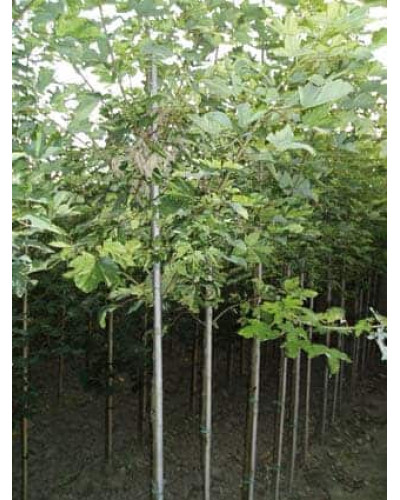 Клен псевдоплатановий / Явір Леопольді | Acer pseudoplatanus Leopoldii | Клен ложноплатановый / Явор Леопольди