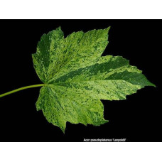 Клен псевдоплатановий / Явір Леопольді | Acer pseudoplatanus Leopoldii | Клен ложноплатановый / Явор Леопольди