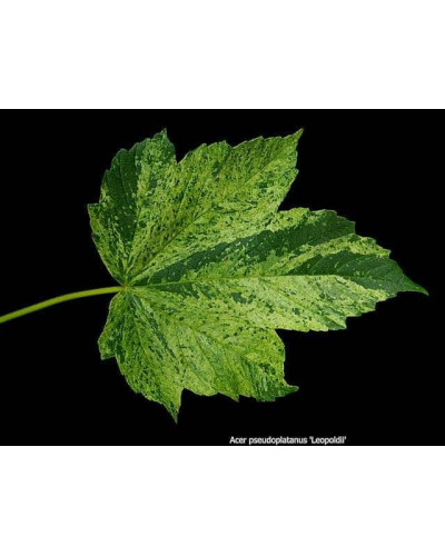 Клен псевдоплатановий / Явір Леопольді | Acer pseudoplatanus Leopoldii | Клен ложноплатановый / Явор Леопольди