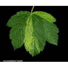 Клен псевдоплатановий / Явір Леопольді | Acer pseudoplatanus Leopoldii | Клен ложноплатановый / Явор Леопольди
