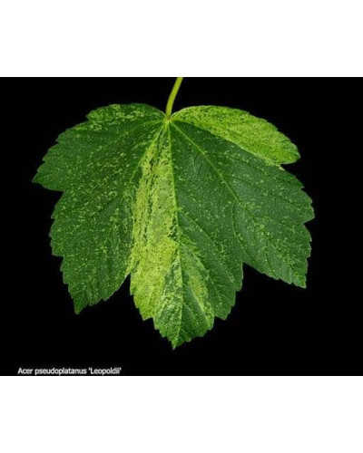 Клен псевдоплатановий / Явір Леопольді | Acer pseudoplatanus Leopoldii | Клен ложноплатановый / Явор Леопольди