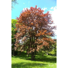 Клен гостролистий Шведлера | Acer platanoides Schwedleri | Клен остролистый Шведлера