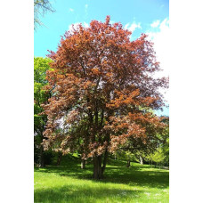 Клен гостролистий Шведлера | Acer platanoides Schwedleri | Клен остролистый Шведлера