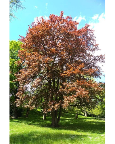 Клен гостролистий Шведлера | Acer platanoides Schwedleri | Клен остролистый Шведлера