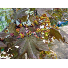 Клен гостролистий Шведлера | Acer platanoides Schwedleri | Клен остролистый Шведлера