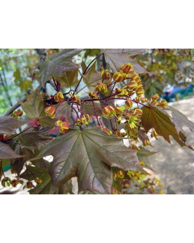 Клен гостролистий Шведлера | Acer platanoides Schwedleri | Клен остролистый Шведлера