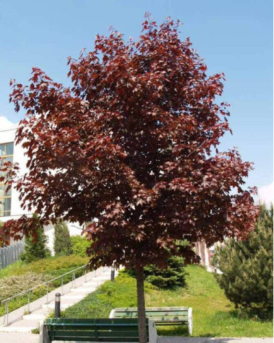 Клен гостролистий Шведлера | Acer platanoides Schwedleri | Клен остролистый Шведлера