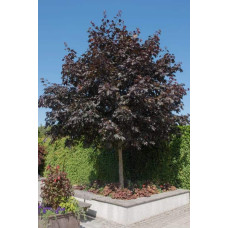 Клен гостролистий Крімсон Кінг | Acer platanoides Crimson King | Клен остролистный Кримсон Кинг