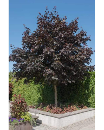 Клен гостролистий Крімсон Кінг | Acer platanoides Crimson King | Клен остролистный Кримсон Кинг