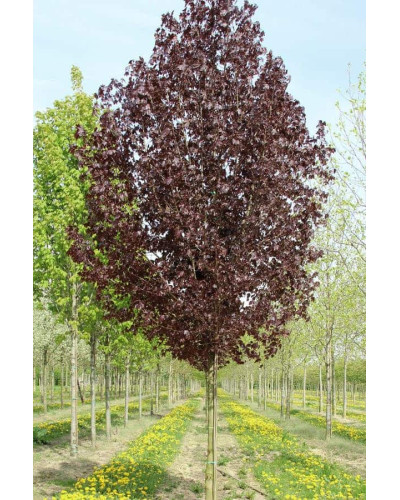 Клен гостролистий Крімсон Кінг | Acer platanoides Crimson King | Клен остролистный Кримсон Кинг