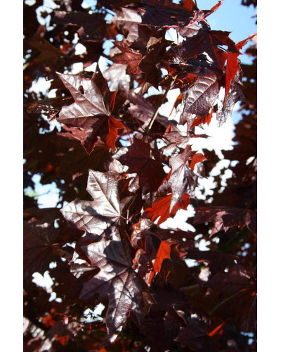 Клен гостролистий Крімсон Кінг | Acer platanoides Crimson King | Клен остролистный Кримсон Кинг