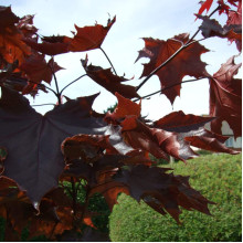 Клен гостролистий Крімсон Кінг | Acer platanoides Crimson King | Клен остролистный Кримсон Кинг
