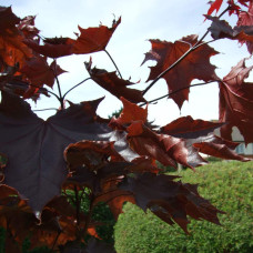 Клен гостролистий Крімсон Кінг | Acer platanoides Crimson King | Клен остролистный Кримсон Кинг