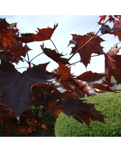 Клен гостролистий Крімсон Кінг | Acer platanoides Crimson King | Клен остролистный Кримсон Кинг