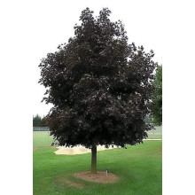 Клен гостролистий Крімсон Кінг | Acer platanoides Crimson King | Клен остролистный Кримсон Кинг