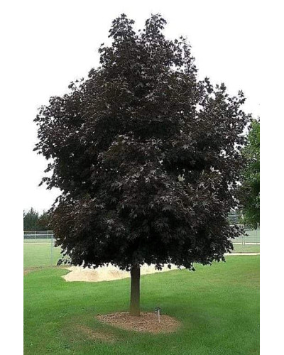 Клен гостролистий Крімсон Кінг | Acer platanoides Crimson King | Клен остролистный Кримсон Кинг