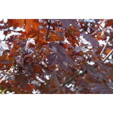 Клен гостролистий Крімсон Кінг | Acer platanoides Crimson King | Клен остролистный Кримсон Кинг