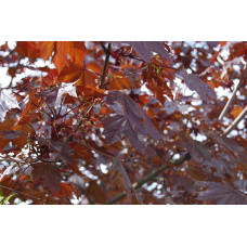 Клен гостролистий Крімсон Кінг | Acer platanoides Crimson King | Клен остролистный Кримсон Кинг
