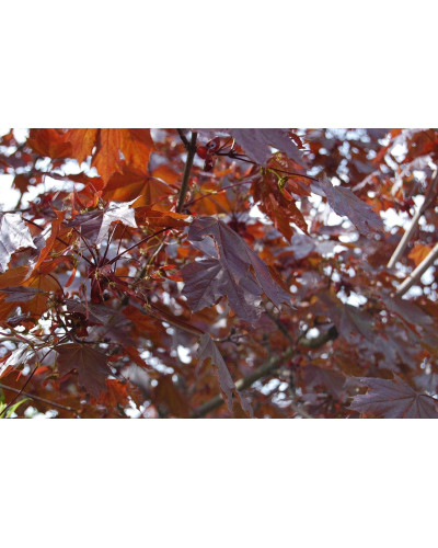 Клен гостролистий Крімсон Кінг | Acer platanoides Crimson King | Клен остролистный Кримсон Кинг