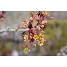 Клен гостролистий Крімсон Кінг | Acer platanoides Crimson King | Клен остролистный Кримсон Кинг