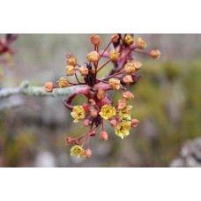 Клен гостролистий Крімсон Кінг | Acer platanoides Crimson King | Клен остролистный Кримсон Кинг