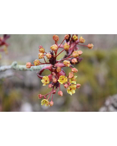 Клен гостролистий Крімсон Кінг | Acer platanoides Crimson King | Клен остролистный Кримсон Кинг