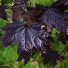 Клен гостролистий Крімсон Кінг | Acer platanoides Crimson King | Клен остролистный Кримсон Кинг